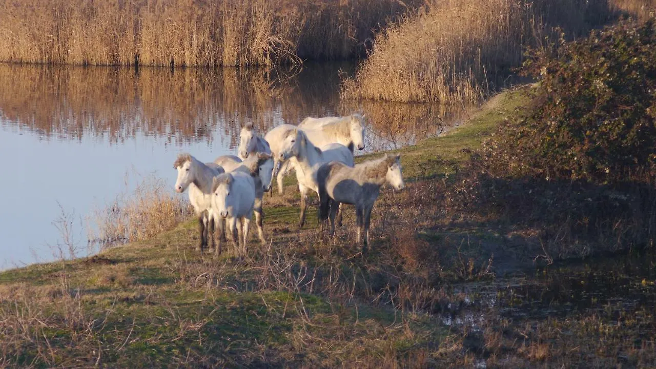 Res. Mare - Corallo 31 Lido delle Nazioni